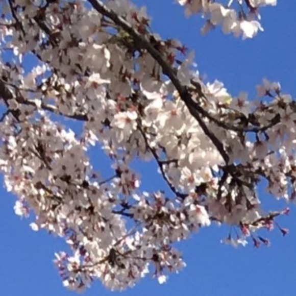 sakurajapan